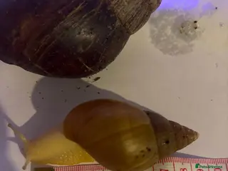 Snails invertebrates Giant African Snail Albino and normal - Advert 5