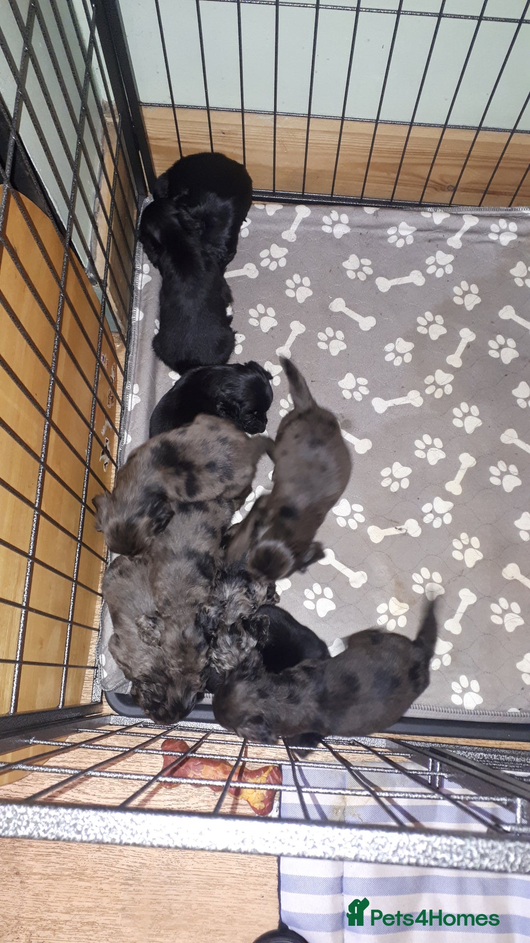 Cockapoo dogs for sale: F2b cockapoo puppies - Image 6
