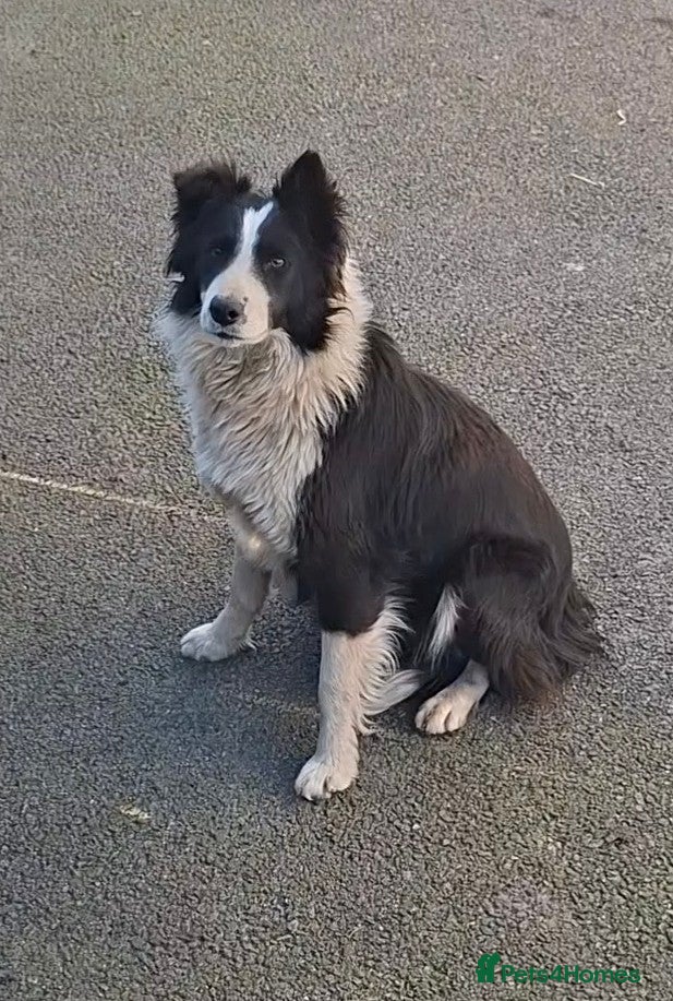 Border Collie dogs for sale: Border collie pups - Advert 1