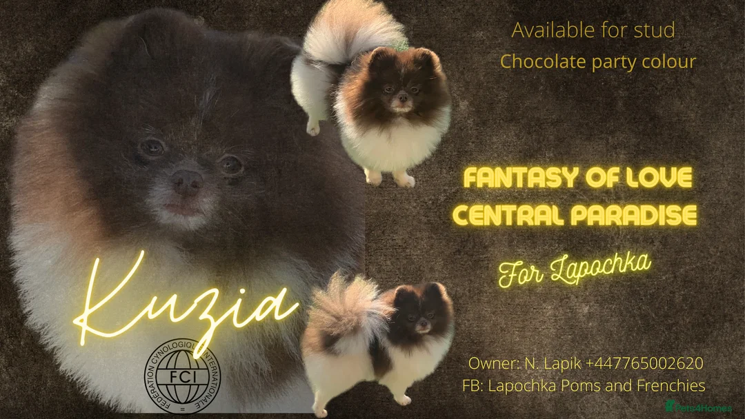 Pomeranian dogs for stud: Chocolate and white party colour true to type boy in Lanark - Advert 2