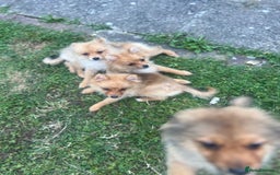 German Spitz dogs for sale: 4x Beautiful German Spitz Pomeranian Puppies  - Image 8