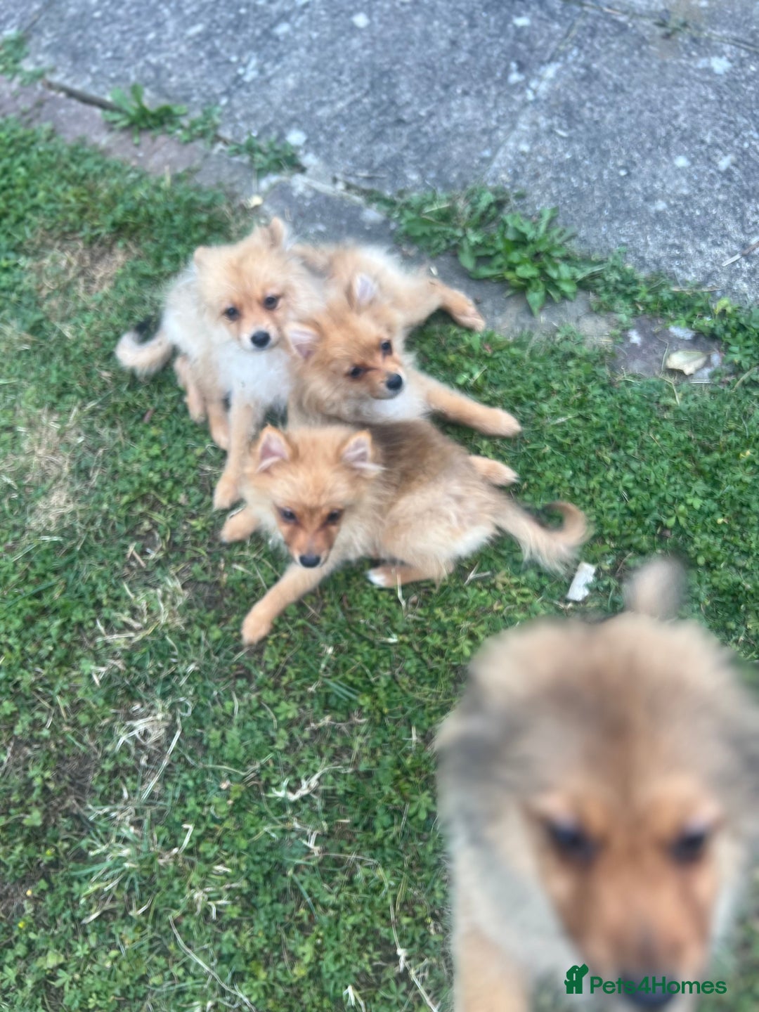 German Spitz dogs for sale: 4x Beautiful German Spitz Pomeranian Puppies  - Image 8