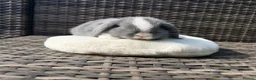 Mini Lop rabbits for sale: Mini lop - Advert 5