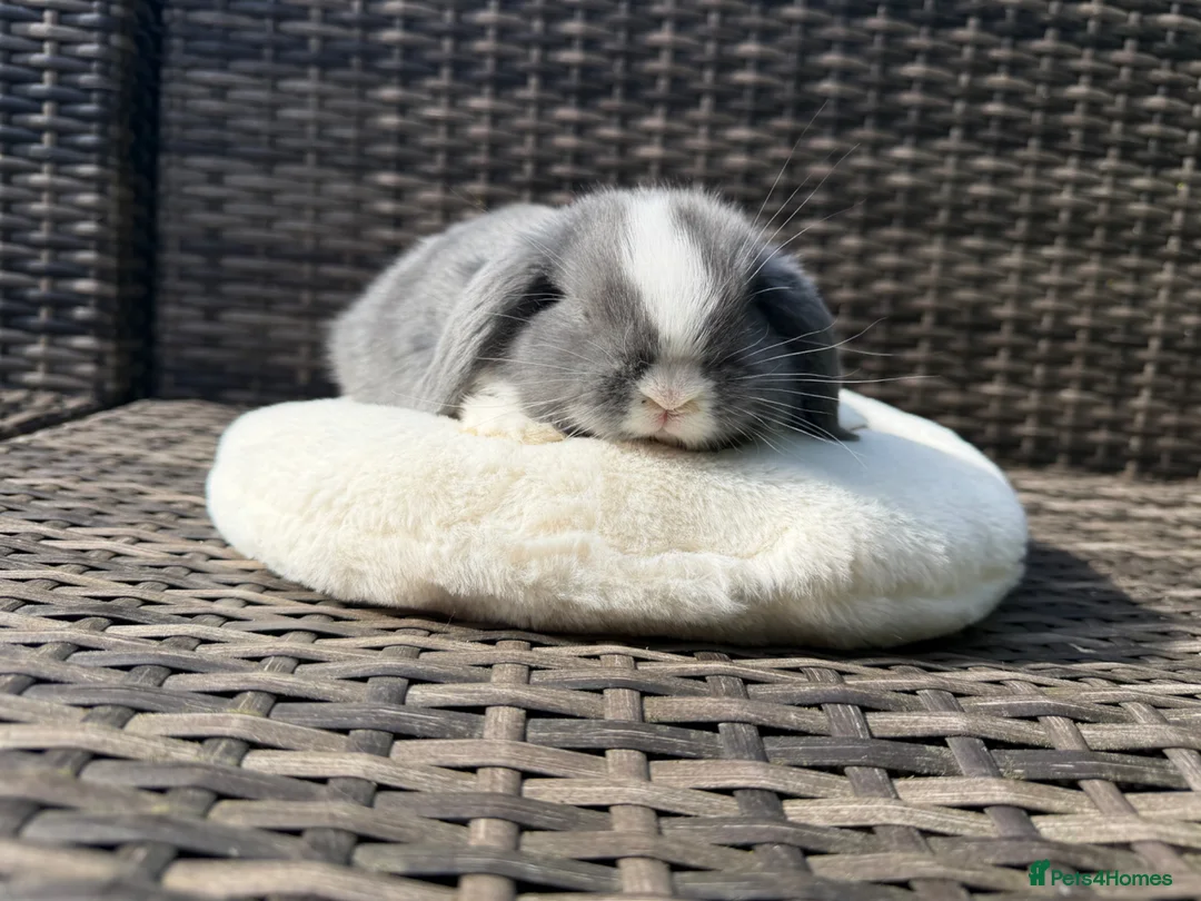 Mini Lop rabbits for sale: Mini lop - Advert 5