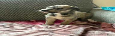 Lurcher Puppy 2