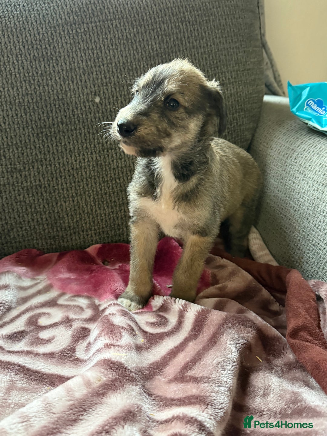 Lurcher dogs for sale: Beautiful woolly coated lurcher pups  - Advert 9
