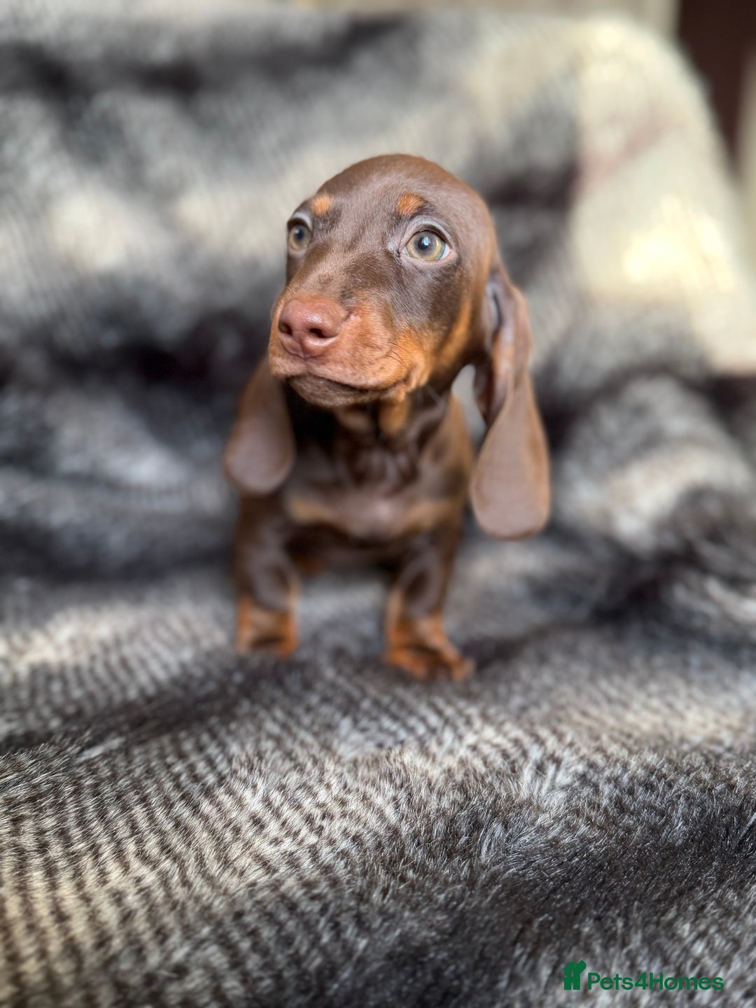 Miniature Dachshund dogs for sale: KC Registered Miniature Shorthaired Dachshund - Advert 16