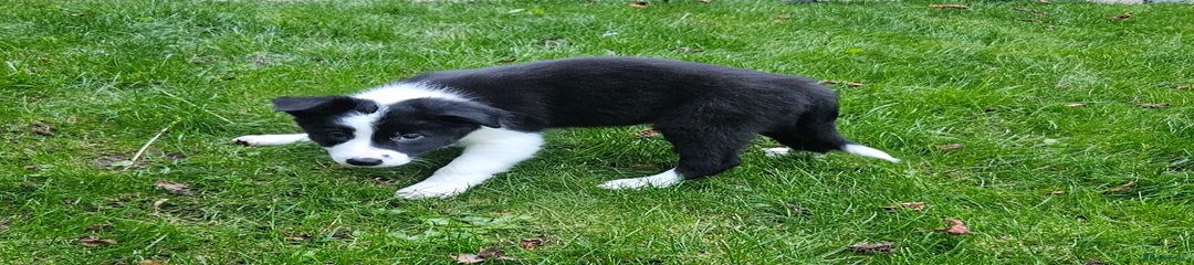 Border Collie Puppy 5