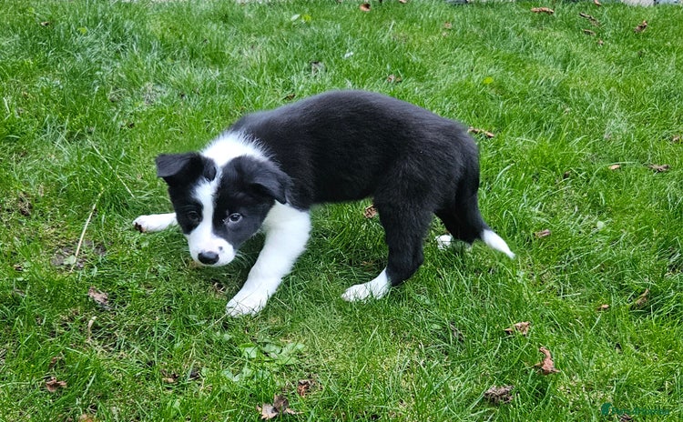 Border Collie dogs - Advert 2