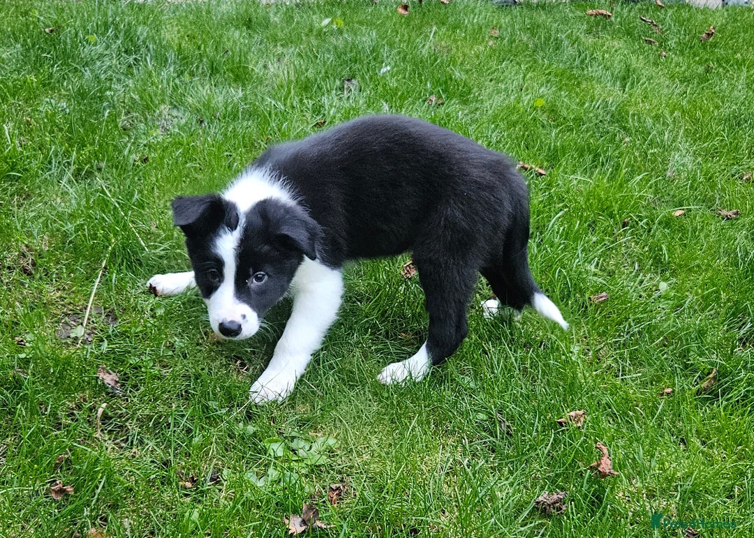 Border Collie dogs for sale: Border collie puppies for sale  - Image 12
