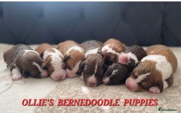 Goldendoodle dogs for stud: FULLY HEALTH TESTED! MOYEN POODLE STUD! in Kettering - Image 36