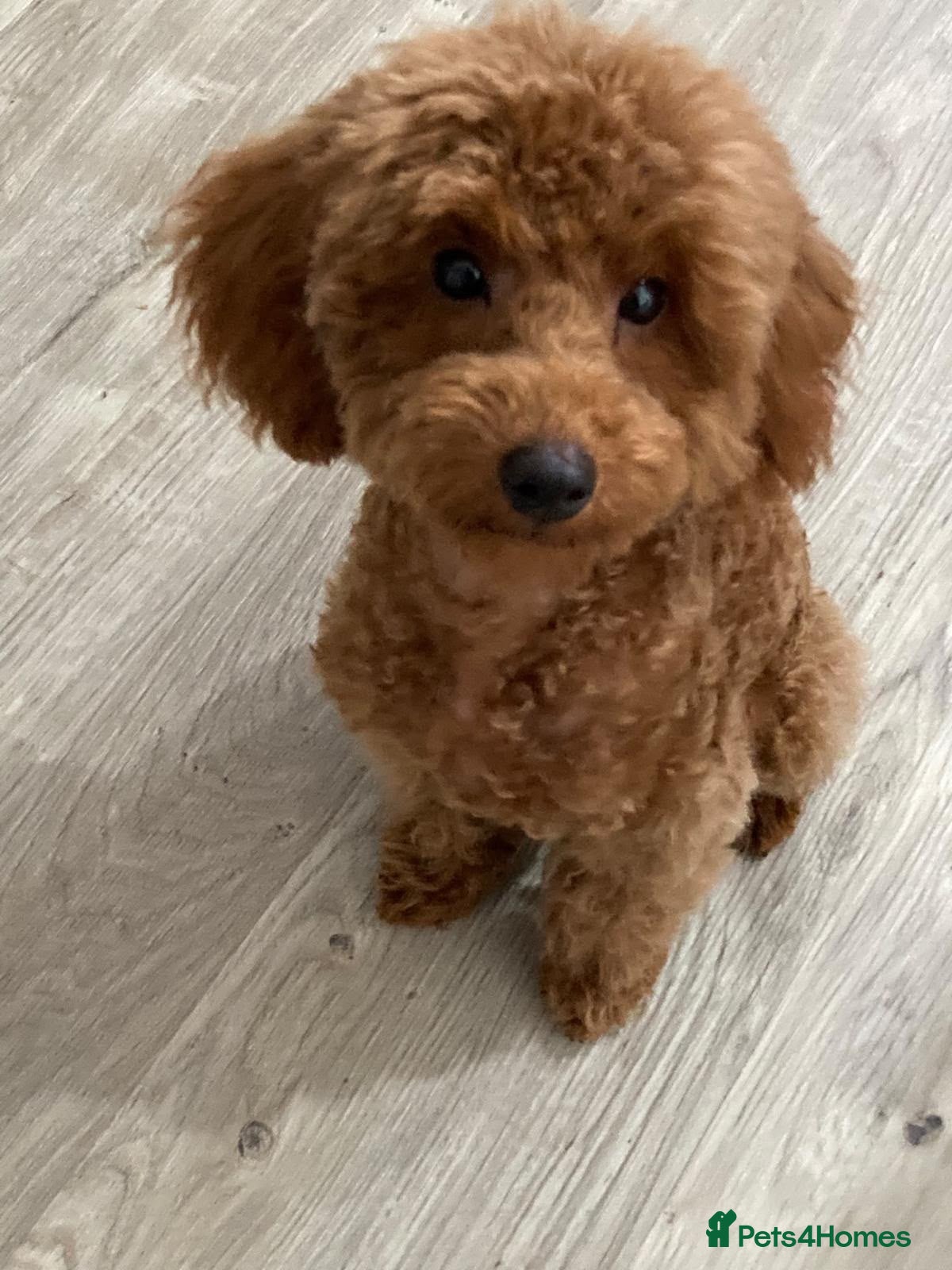 Toy Poodle dogs KC Registered Red Toy Poodle Boys  - Advert 1