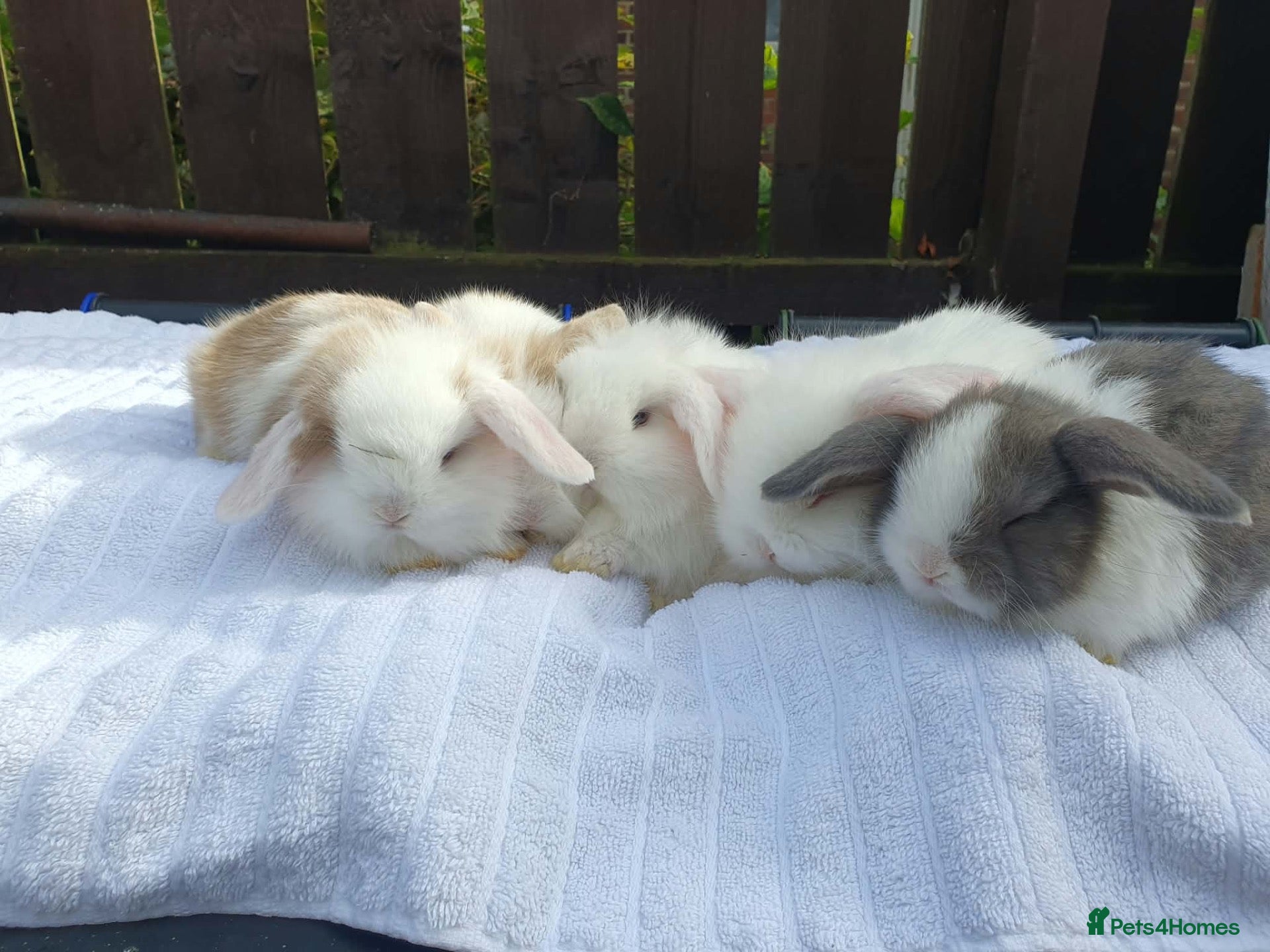 Mixed Breed rabbits Lion Lop x Vienna Lop Pet Bunnies  - Advert 1