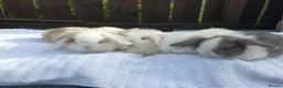Mixed Breed rabbits for sale: Lion Lop x Vienna Lop Pet Bunnies  - Advert 1
