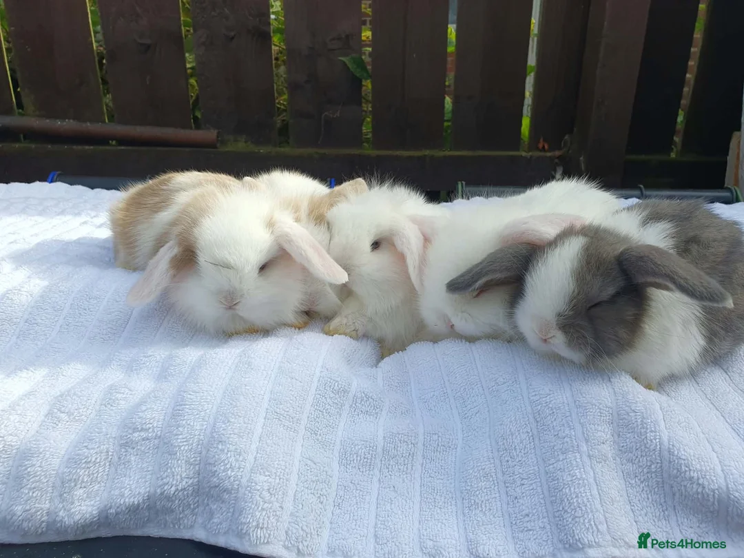 Mixed Breed rabbits for sale: Lion Lop x Vienna Lop Pet Bunnies  - Advert 1