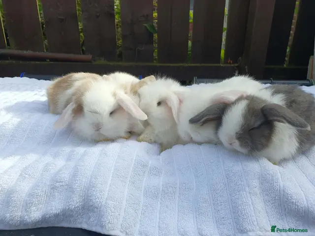Mixed Breed rabbits for sale: Lion Lop x Vienna Lop Pet Bunnies - Advert 1