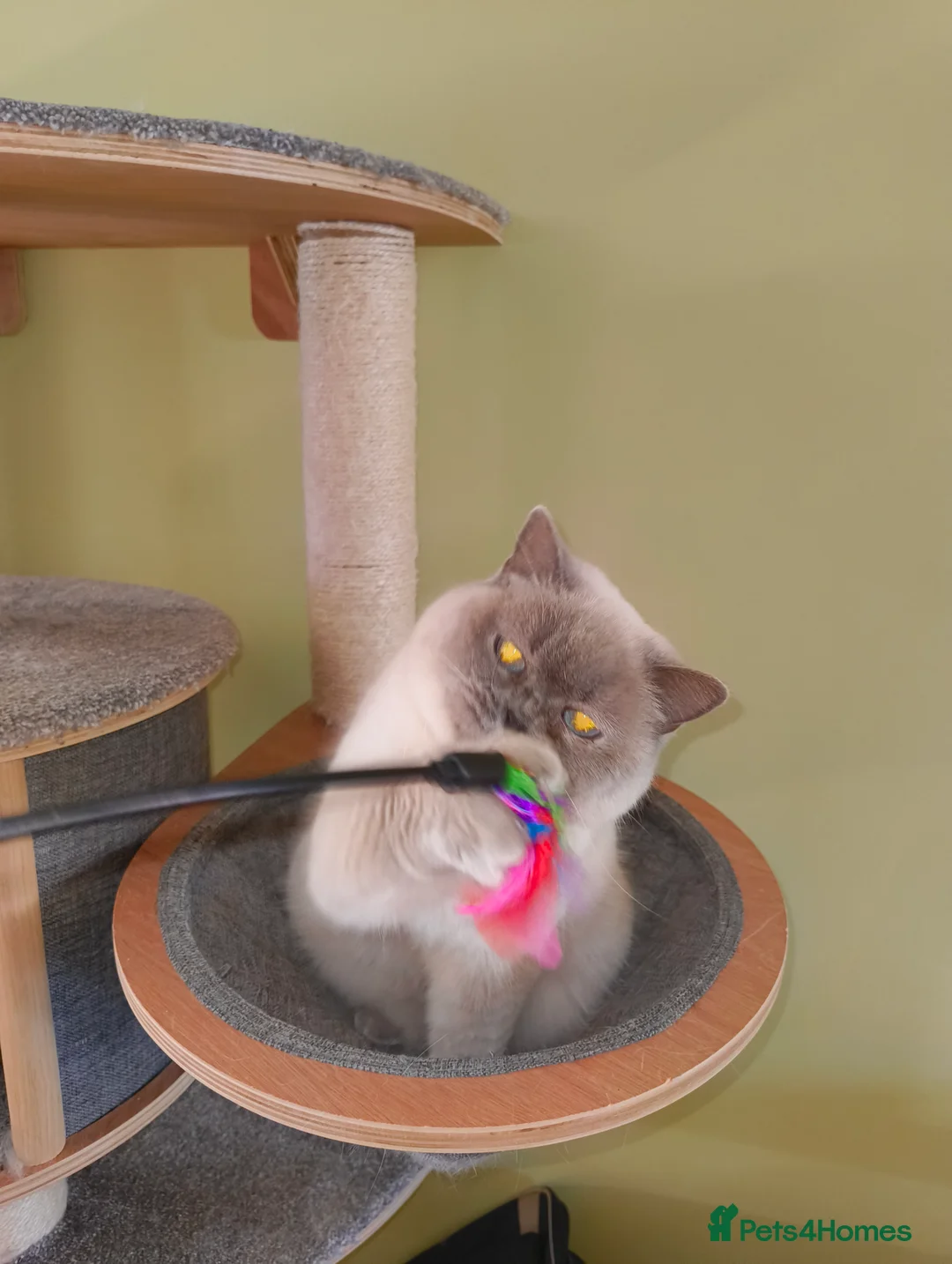 British Shorthair cats for sale: Lilac colourpoint  - Advert 1