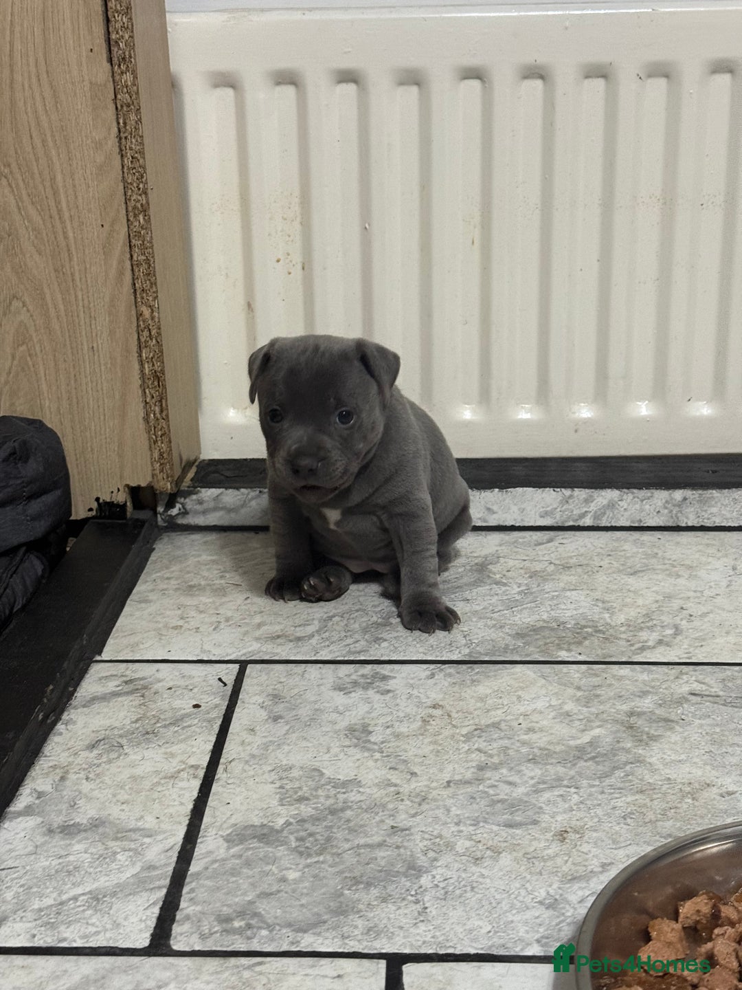 Staffordshire Bull Terrier dogs for sale: Blue Staff pups - Image 9