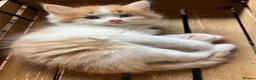 Mixed Breed cats for sale: Five adorable fluffballs looking for new homes - Advert 13
