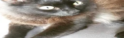 Mixed Breed cats for sale: Beautiful Male Neutered Black House Cat - Advert 5