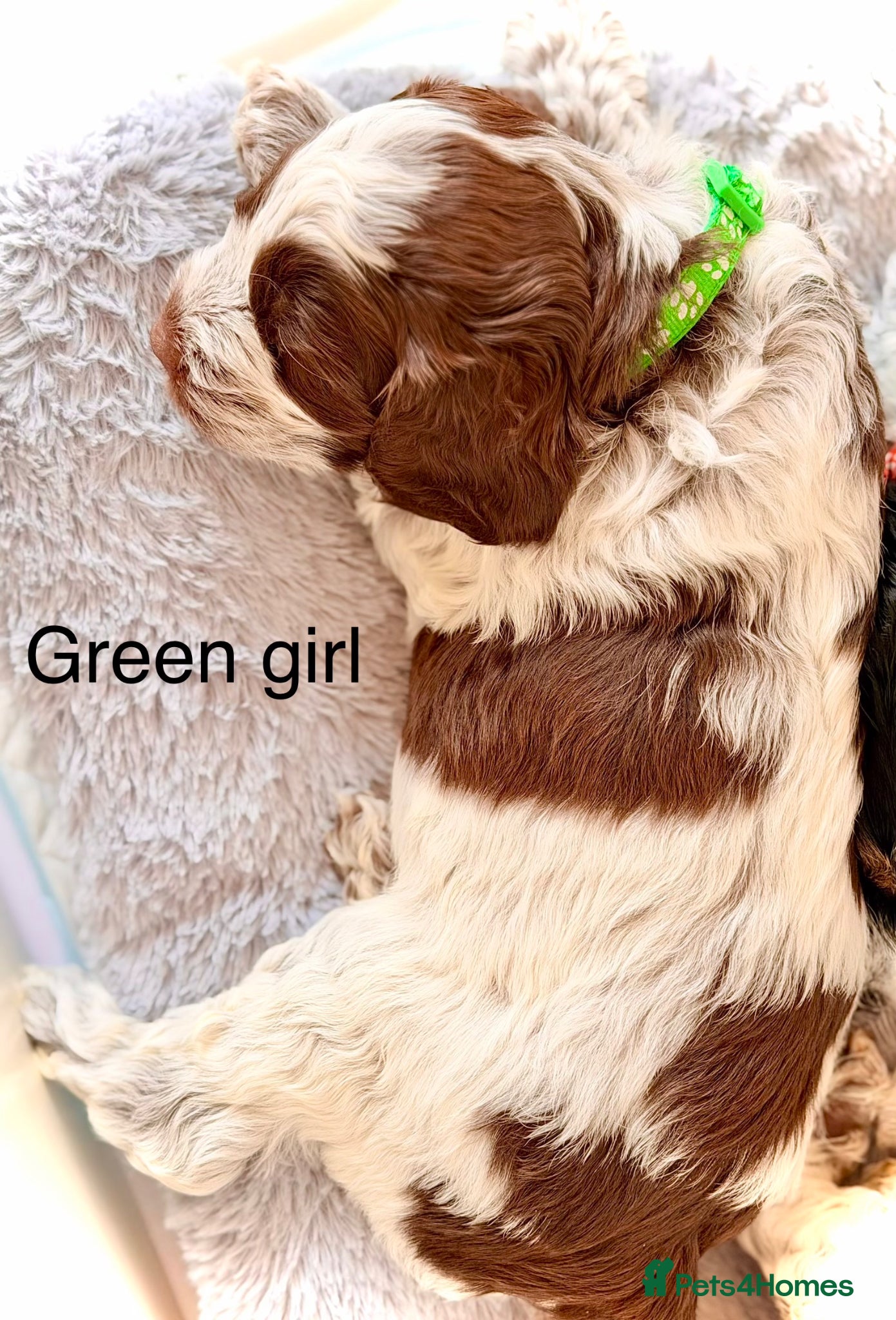 Cockapoo dogs F1 blue, choc and phantom roan parti cockapoos  - Advert 5