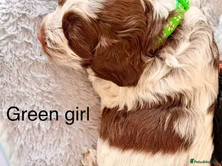 Cockapoo dogs F1 blue, choc and phantom roan parti cockapoos - Advert 5