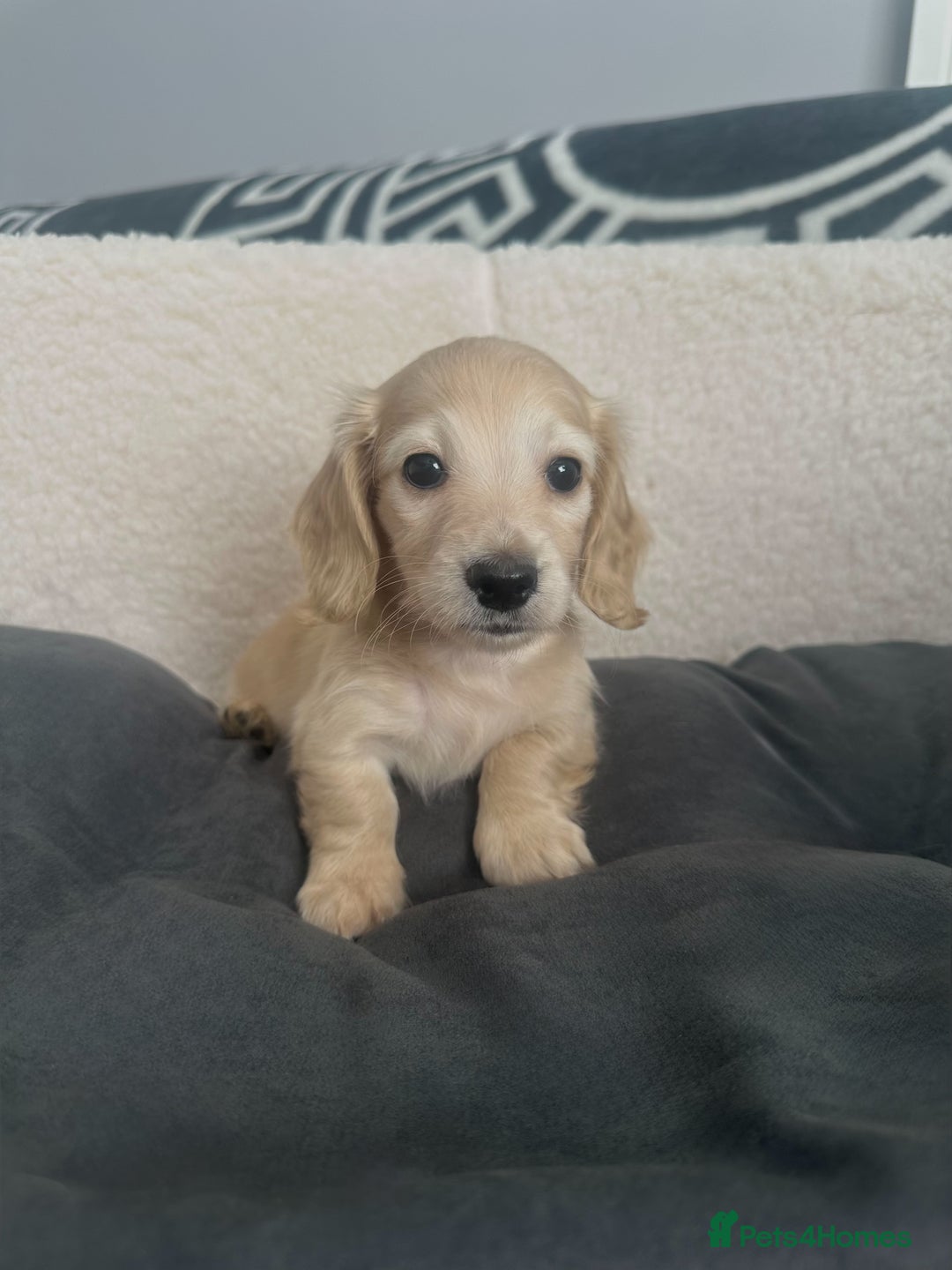 Miniature Dachshund dogs for sale: 2 male longhaired cream mini dachshunds. - Image 8