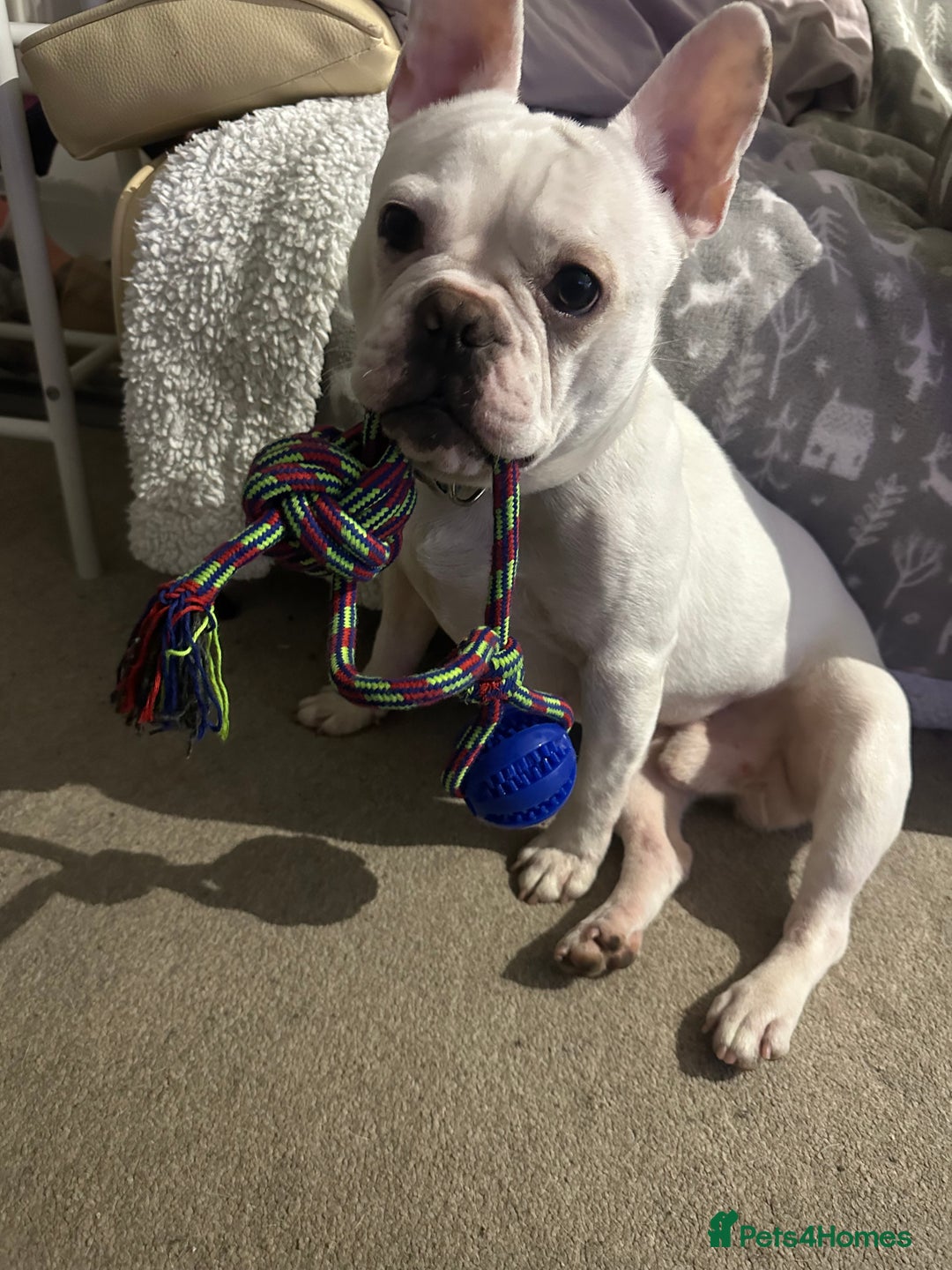 French Bulldog dogs for sale: 2years old French bulldog  - Advert 2