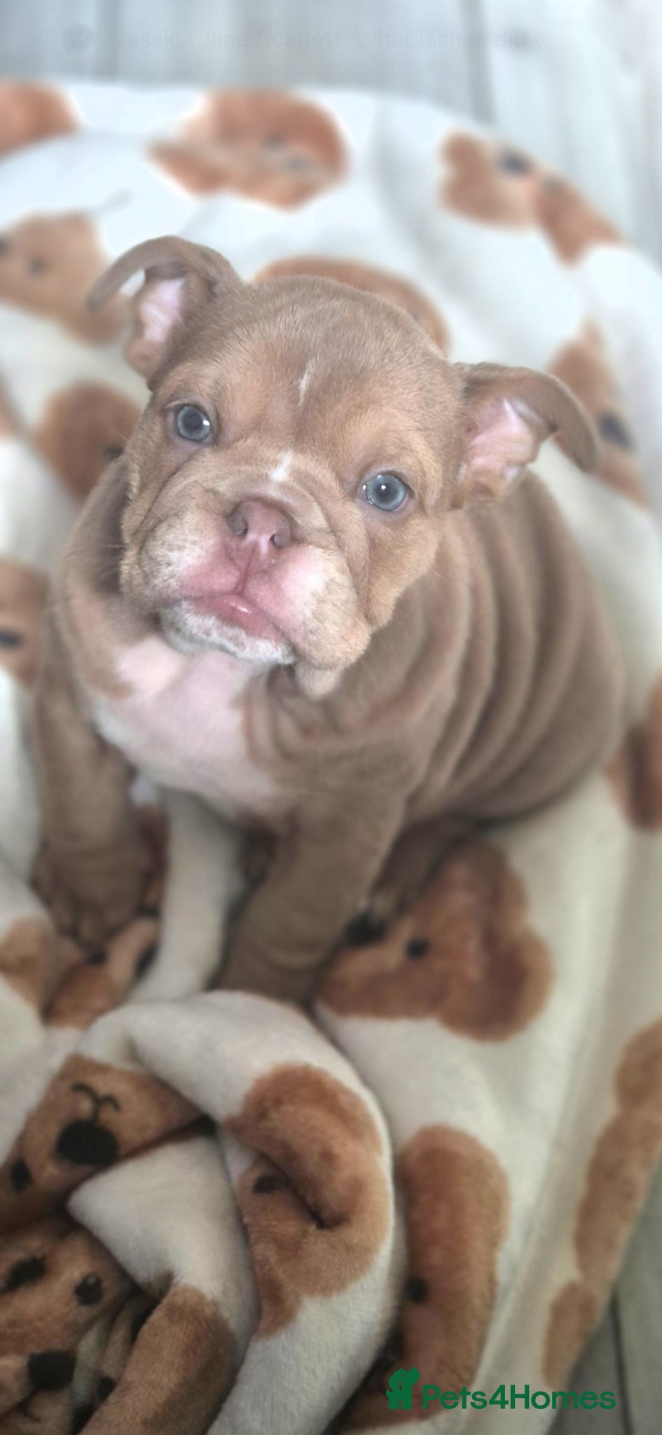 English Bulldog dogs Stunning Lilac Bulldogs - Advert 1