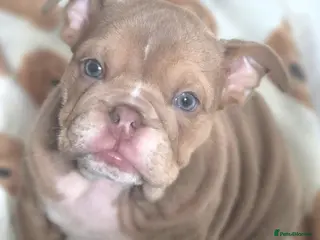 English Bulldog dogs Stunning Lilac Bulldogs - Advert 1