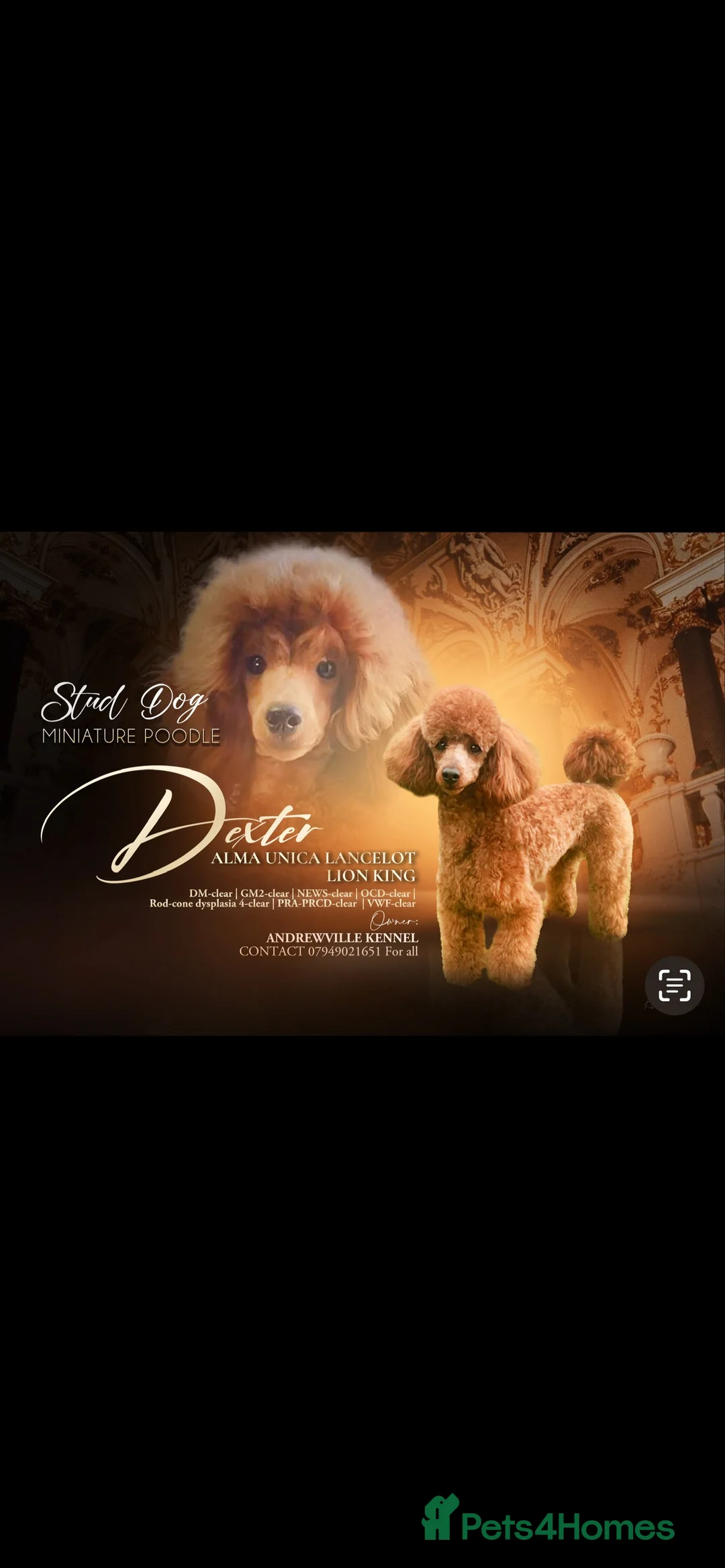 Miniature Poodle dogs for stud: STUNNING (FULLY HEALTH TESTED)RED MINIATURE POODLE in Galston - Advert 2