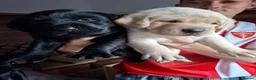 Labrador Retriever dogs for sale: 4 beautiful labrador puppies 1 dog ,3 bitches - Advert 3