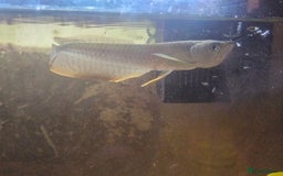 Angelfish fish for sale: arrowana for sale CHEAPEST in Bolton - Image 2