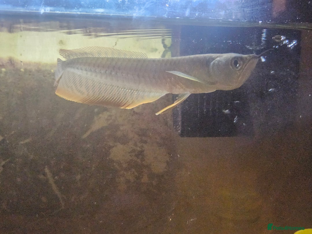 Angelfish fish for sale: arrowana for sale CHEAPEST in Bolton - Image 2