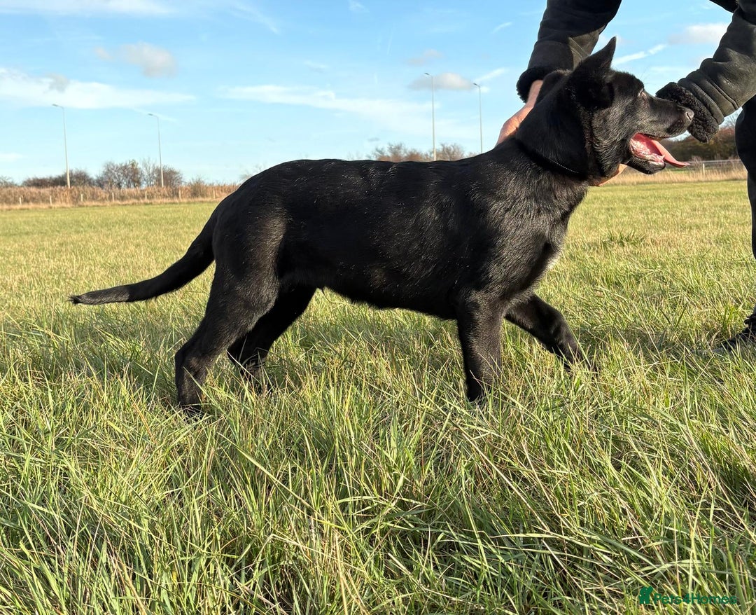 German Shepherd dogs for sale: KC Reg DDR GSD Puppy Rare Bloodline - Advert 13