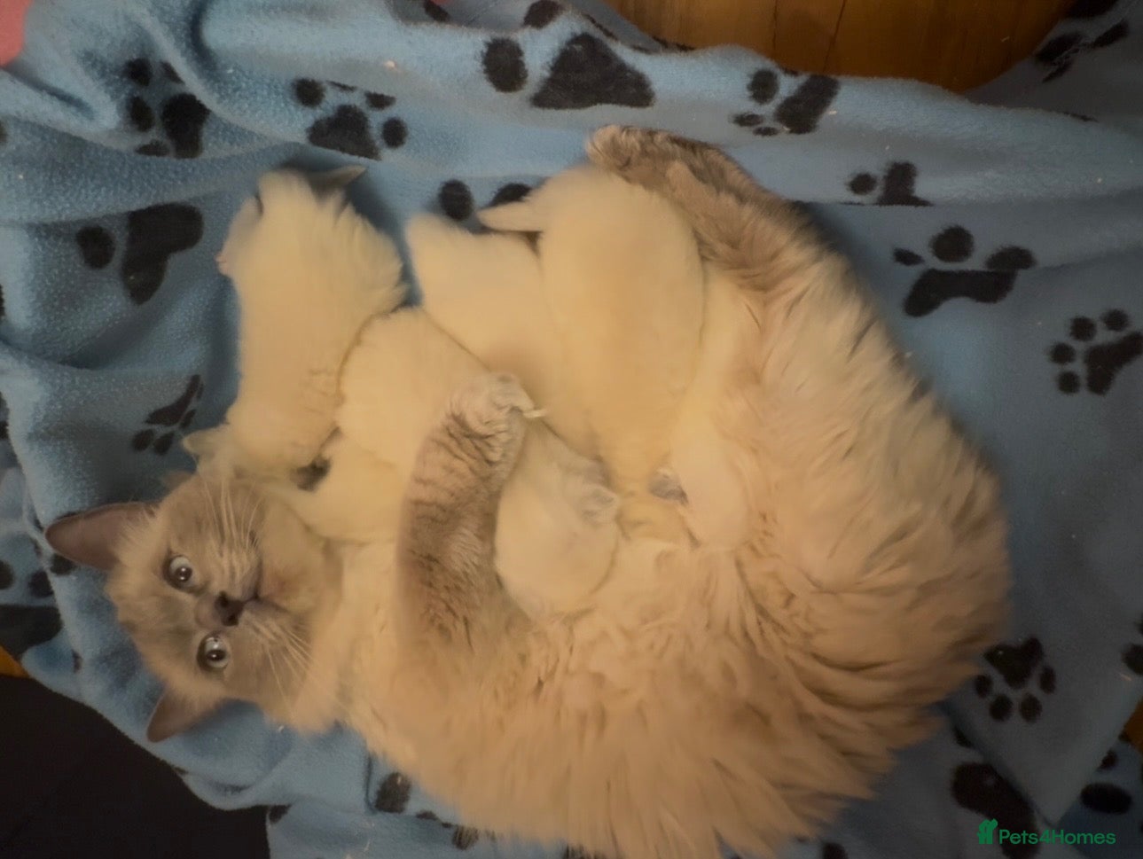 Ragdoll cats Beautiful Ragdoll Kittens - Advert 1