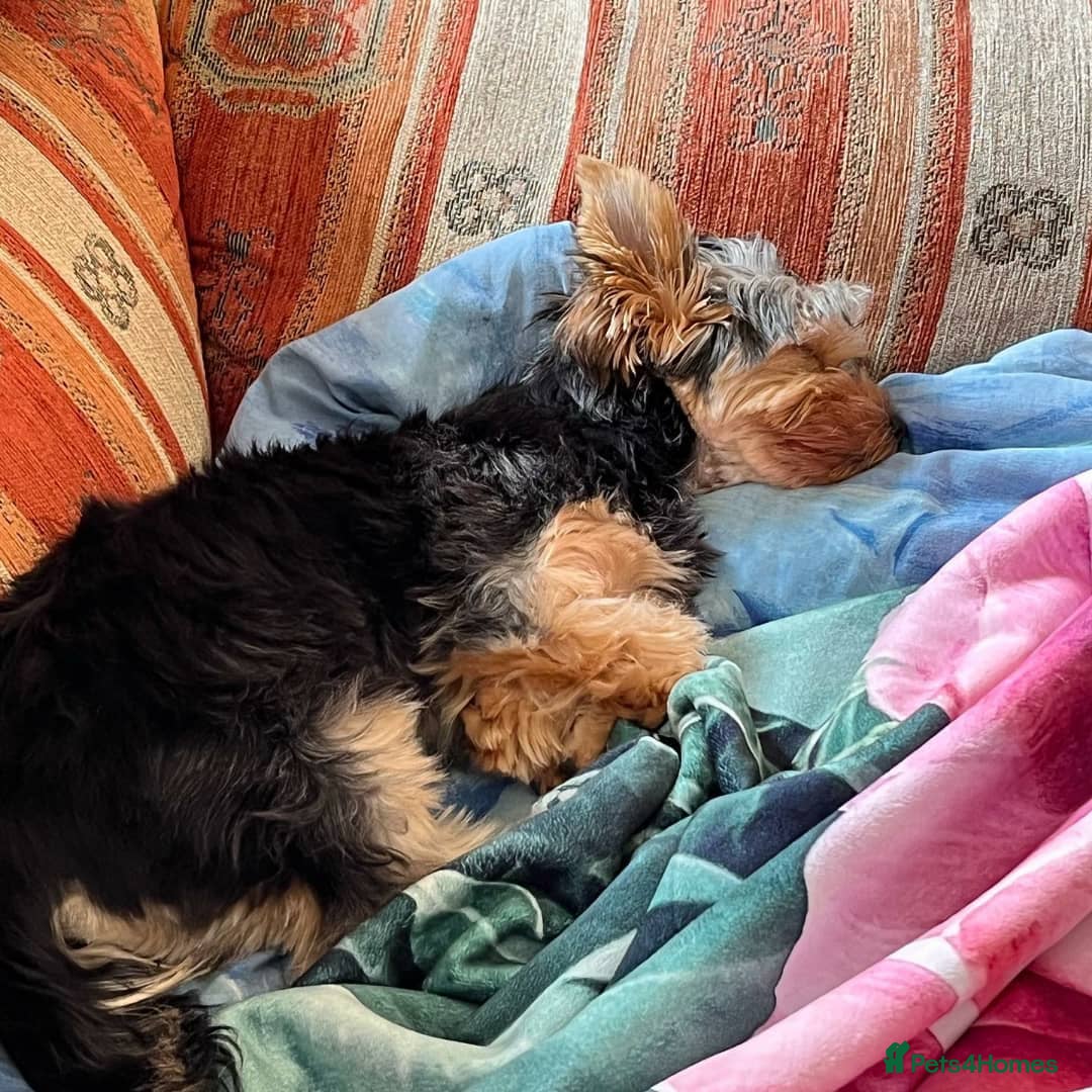 Yorkshire Terrier dogs for sale: Yorkshire Terrier Puppy - Image 3