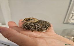 Quail poultry for sale: Quails  - Image 7
