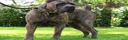 Cane Corso dogs for sale: Quality cane corso puppies - limited available  - Advert 16