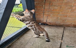 Bengal cats for sale: 2  Tica Pedigree Male Bengals. - Image 9