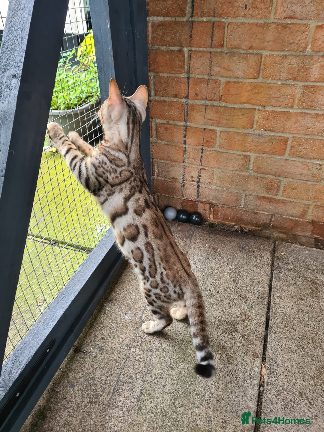 Bengal cats for sale: 2  Tica Pedigree Male Bengals. - Image 9