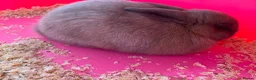 Dwarf Lop rabbits for sale: Dwarf lop rabbit girl  - Advert 2