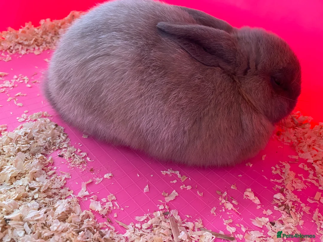Dwarf Lop rabbits for sale: Dwarf lop rabbit girl  - Advert 2