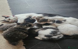Domestic Shorthair cats for sale: Male and female  - Image 2