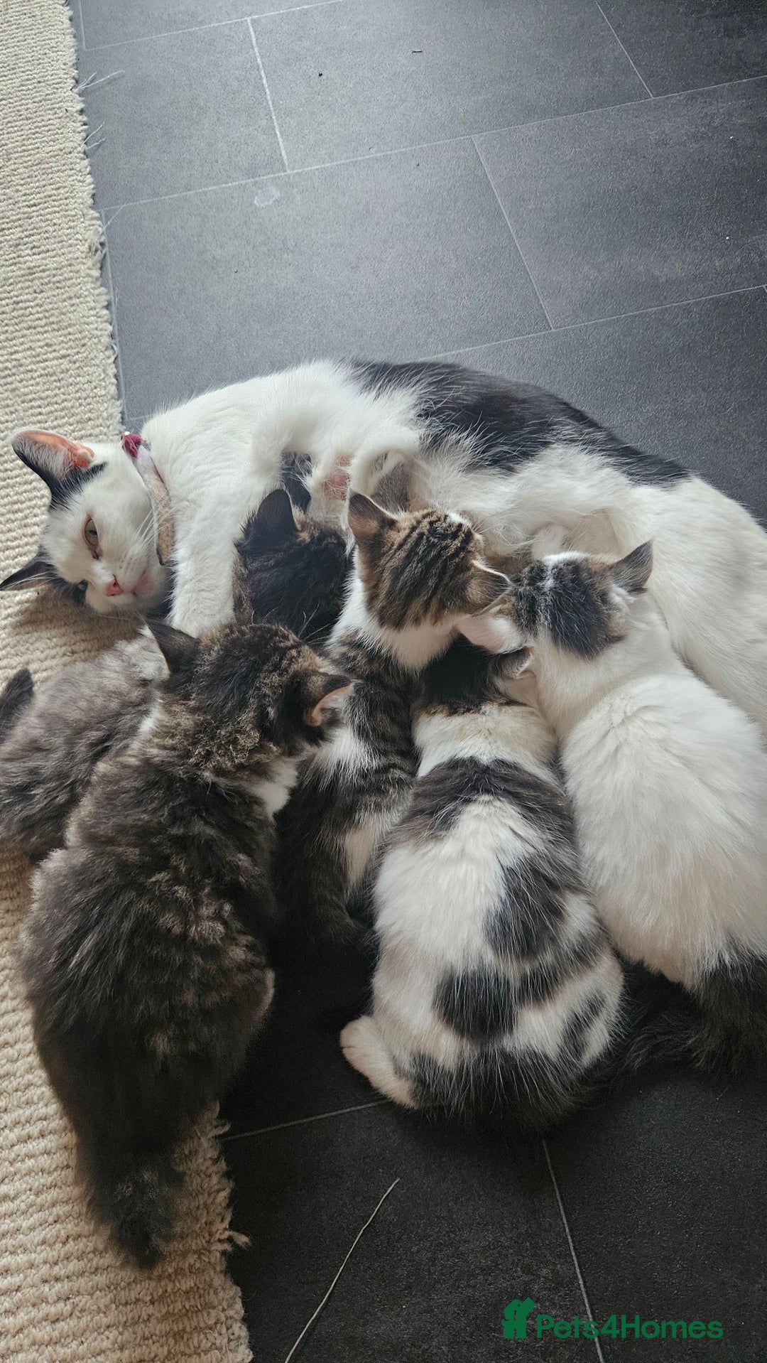 Domestic Shorthair cats for sale: Male and female  - Image 2