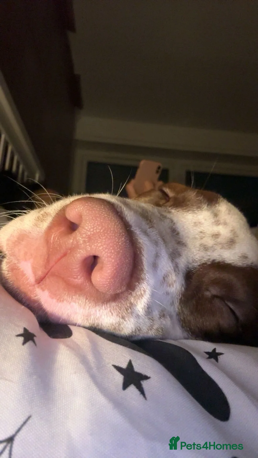 Mixed Breed dogs for sale: 7 month old puppy in Birmingham - Advert 2