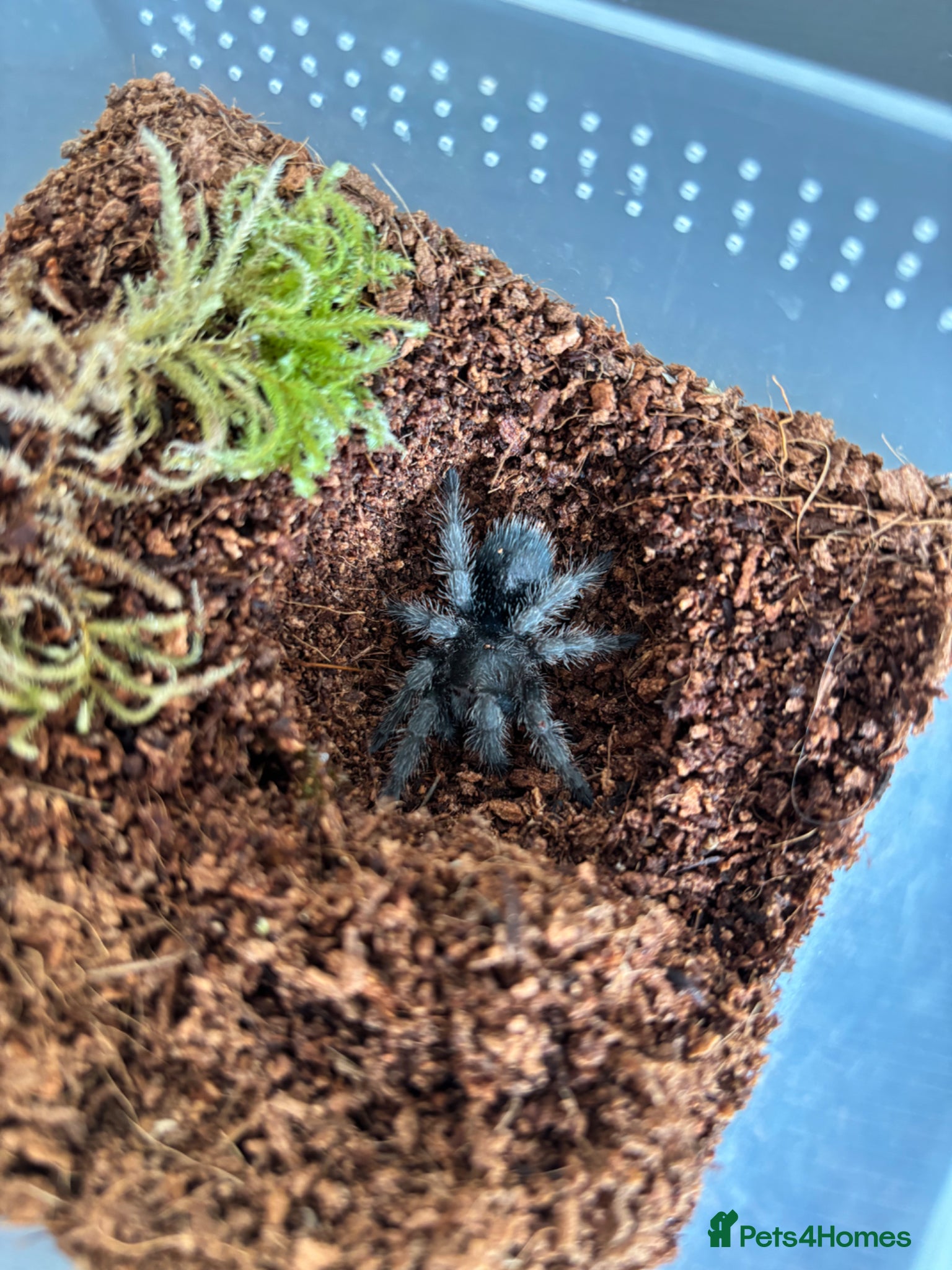 Tarantulas invertebrates Juvenile Unsexed G.Pulchra - Advert 8