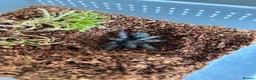 Tarantulas invertebrates for sale: Juvenile Unsexed G.Pulchra - Advert 1