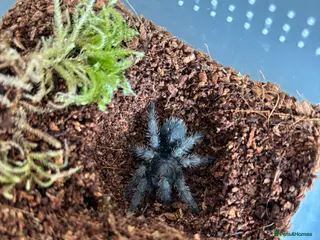 Tarantulas invertebrates Juvenile Unsexed G.Pulchra - Advert 8