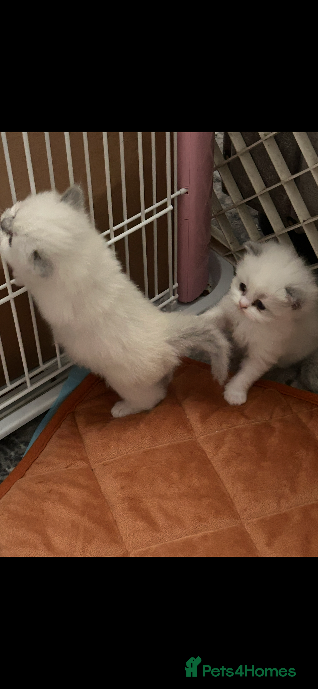 Persian cats for sale: Persian x ragdoll  - Image 9
